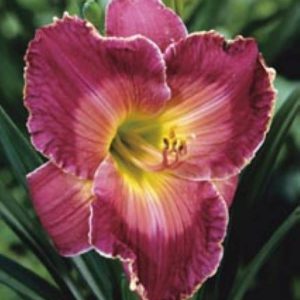 Hemerocallis Inspired Edge