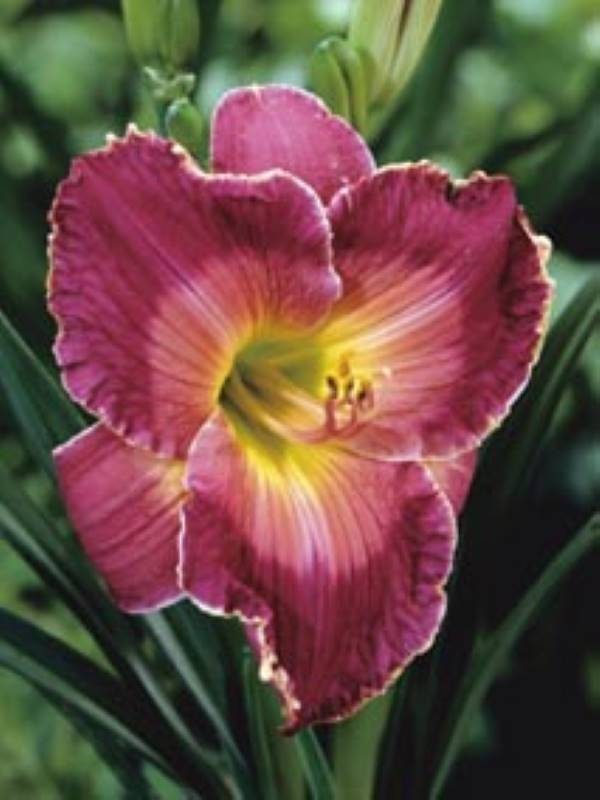 Hemerocallis Inspired Edge