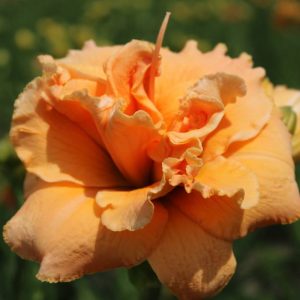 Hemerocallis Isabel Marafi
