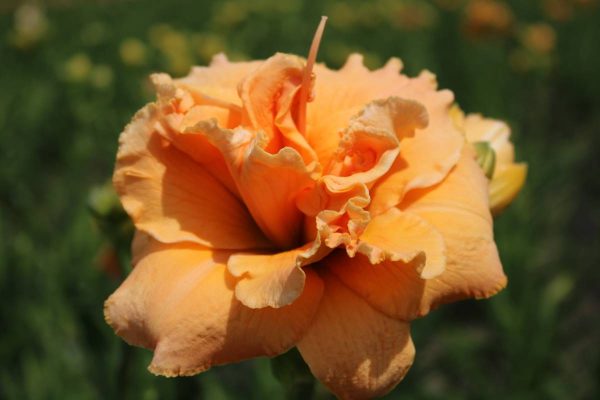 Hemerocallis Isabel Marafi