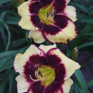 Hemerocallis Jamaican me Crazy