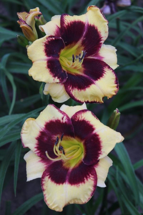 Hemerocallis Jamaican me Crazy