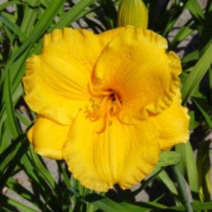 Hemerocallis Jerusalem