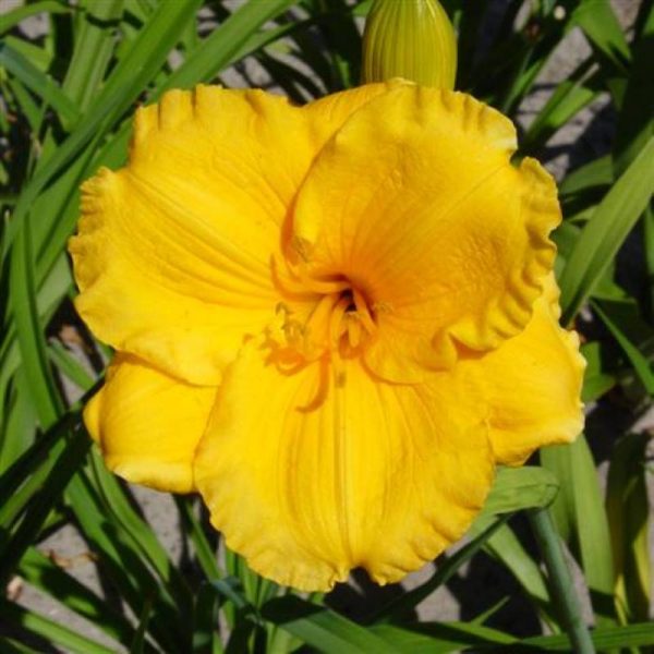 Hemerocallis Jerusalem