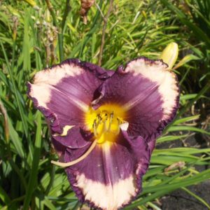 Hemerocallis Kansas City Kicker