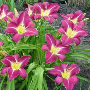 Hemerocallis Lavender Deal