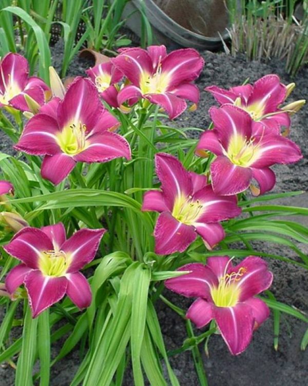 Hemerocallis Lavender Deal