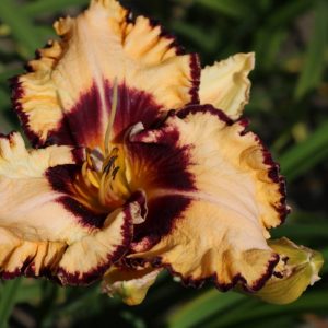Hemerocallis Ledgewoon Born Free