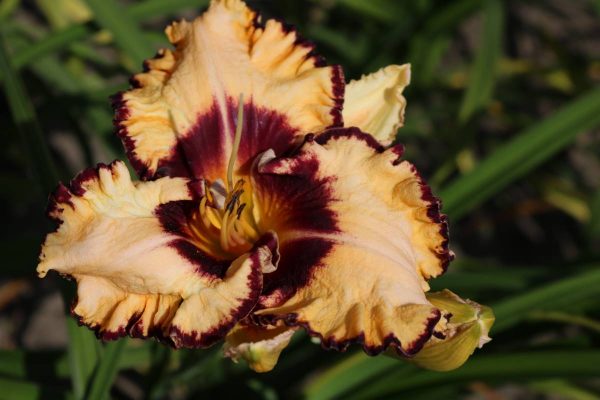 Hemerocallis Ledgewoon Born Free