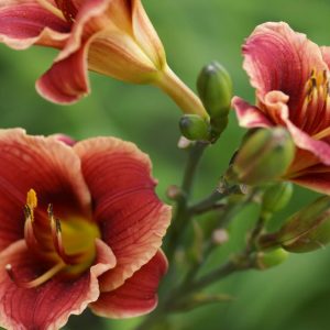 Hemerocallis Litlle Peanut