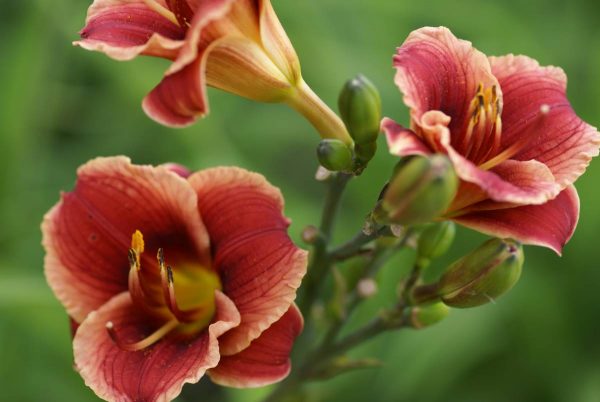 Hemerocallis Litlle Peanut