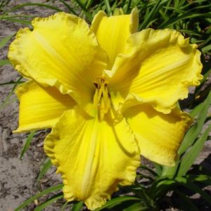 Hemerocallis Molokai