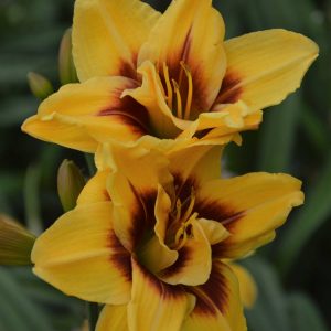 Hemerocallis Mount Helena