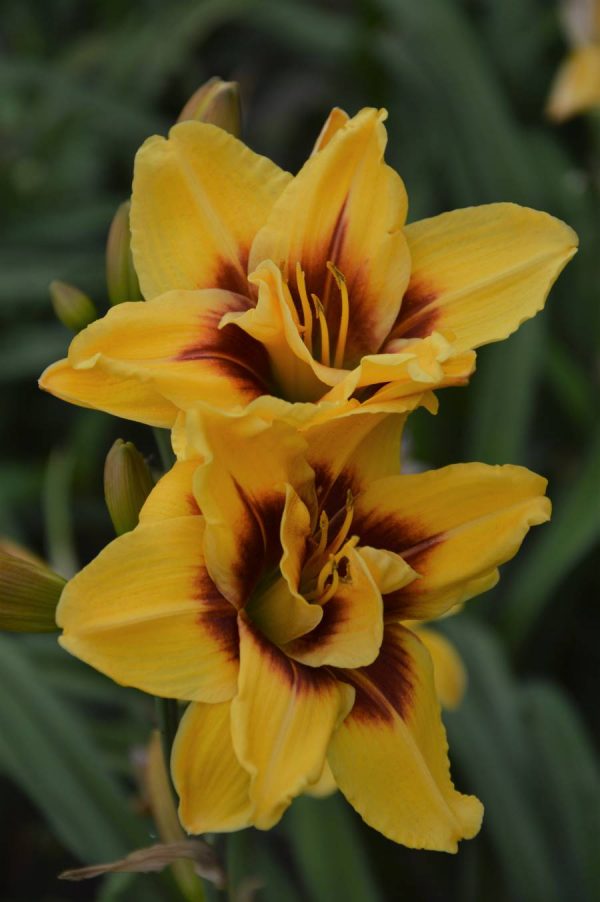 Hemerocallis Mount Helena