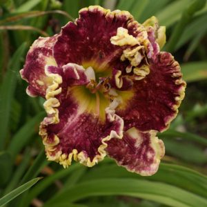 Hemerocallis Mulberry Freeze