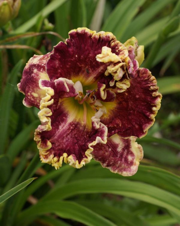 Hemerocallis Mulberry Freeze