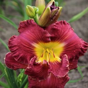 Hemerocallis Ninth Millenium