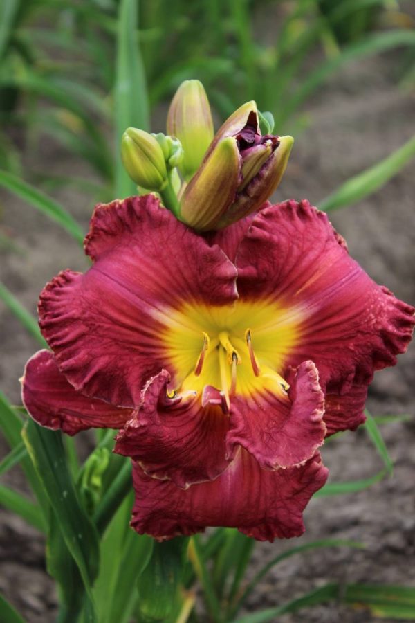 Hemerocallis Ninth Millenium