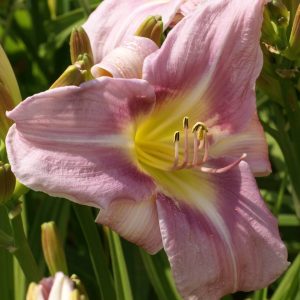 Hemerocallis Oceanside