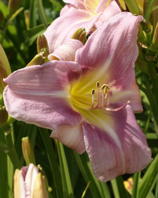 Hemerocallis Oceanside