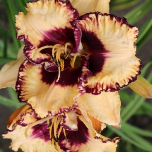 Hemerocallis Open my Eyes