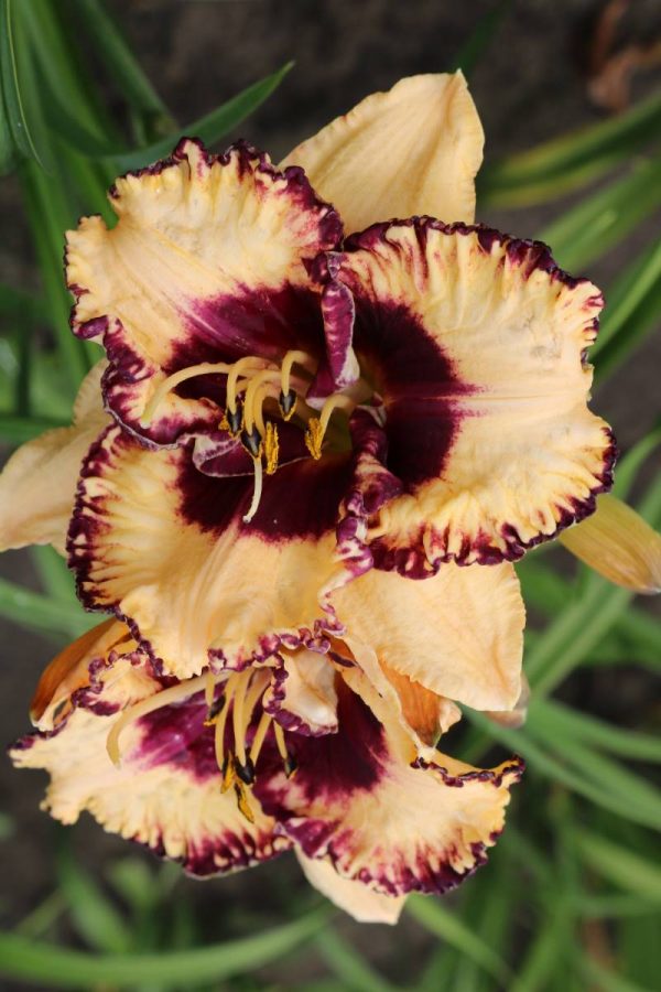 Hemerocallis Open my Eyes