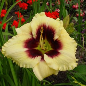 Hemerocallis Piano Man