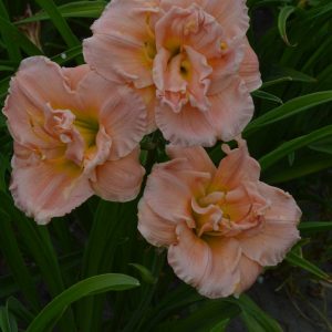 Hemerocallis Pink Madonna