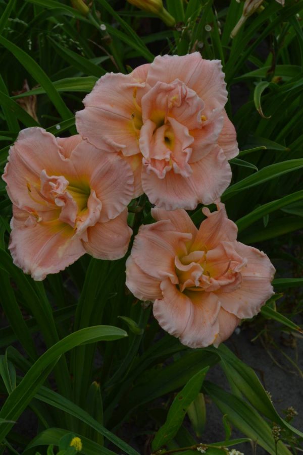 Hemerocallis Pink Madonna