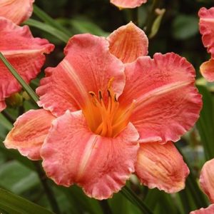 Hemerocallis Pretty Fancy