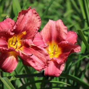 Hemerocallis Rosy Returns