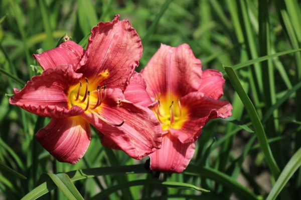 Hemerocallis Rosy Returns