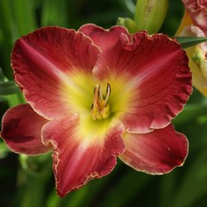 Hemerocallis Rosy Rhino