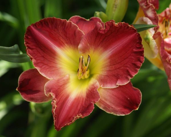 Hemerocallis Rosy Rhino