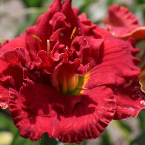 Hemerocallis Ruby Corsage