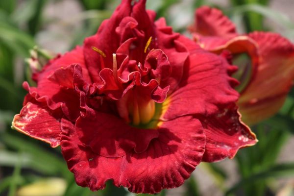Hemerocallis Ruby Corsage