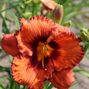 Hemerocallis San Luis Halloween