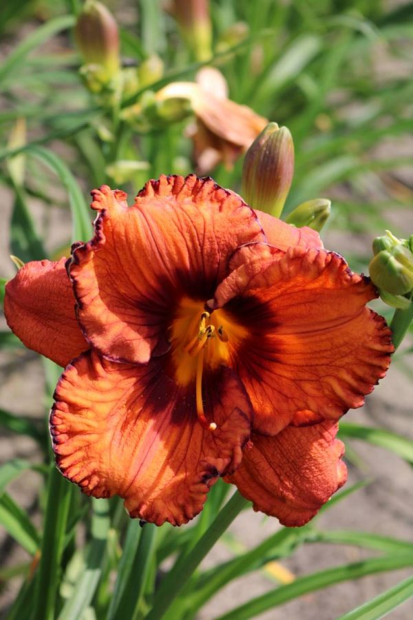 Hemerocallis San Luis Halloween