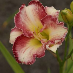 Hemerocallis She got the Look