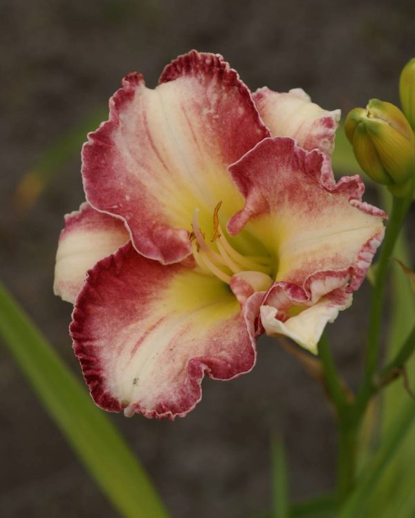 Hemerocallis She got the Look
