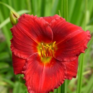Hemerocallis Siloam Show Girl