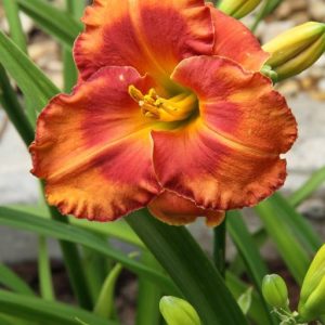 Hemerocallis Spacecoast Firestarter