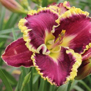 Hemerocallis Spacecoast Better Late