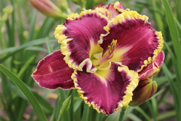 Hemerocallis Spacecoast Better Late
