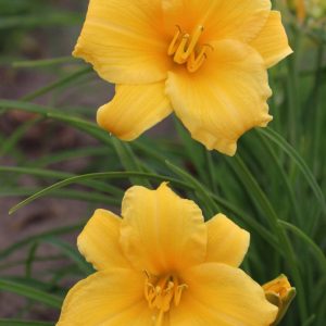 Hemerocallis Stella Dóro