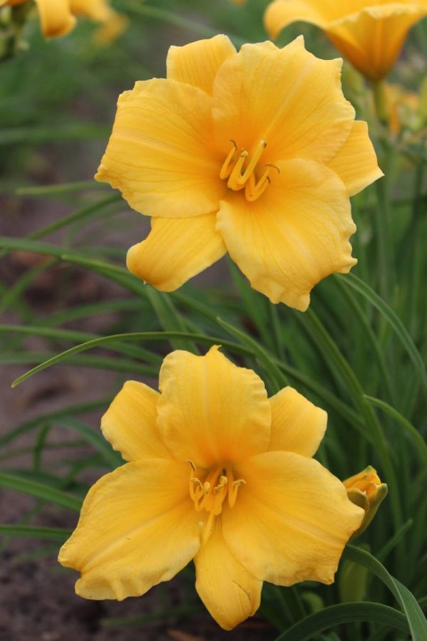 Hemerocallis Stella Dóro