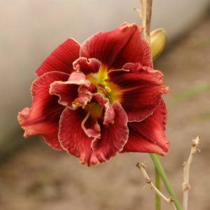 Hemerocallis Stellar Double Rose