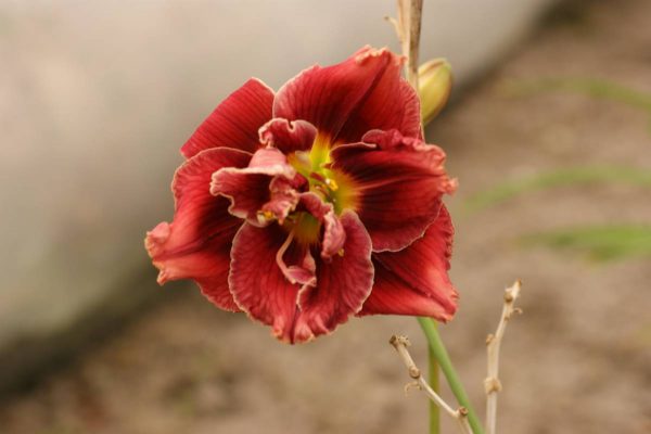Hemerocallis Stellar Double Rose