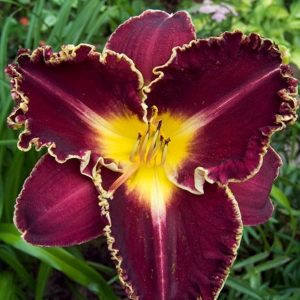 Hemerocallis Storm of the Century