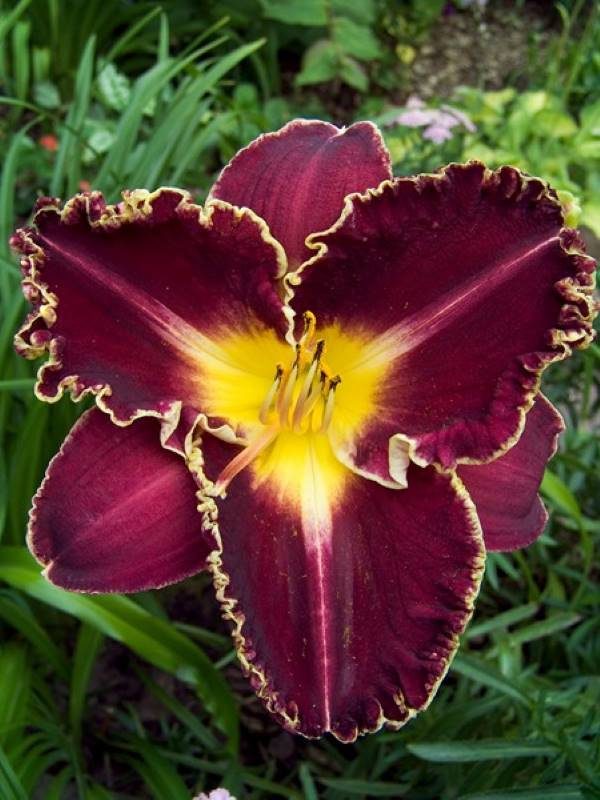 Hemerocallis Storm of the Century